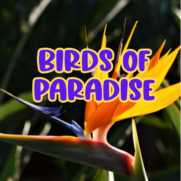 Birds of Paradise