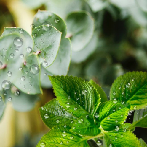 Eucalyptus Mint & Rain