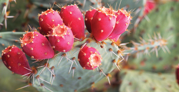 Prickly Pear