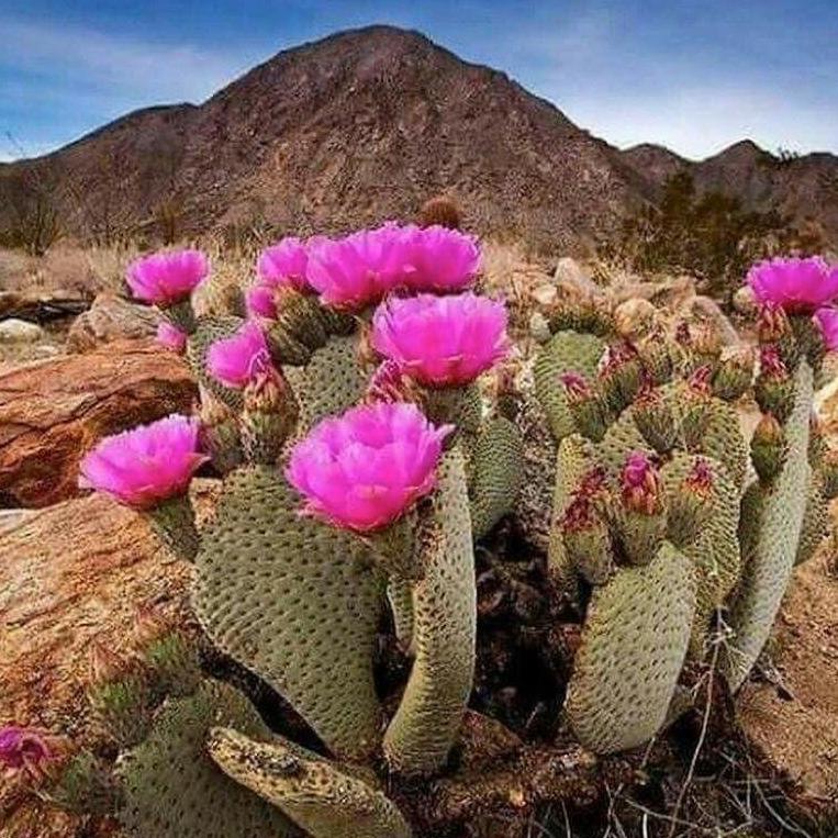 Baja Cactus Blossom